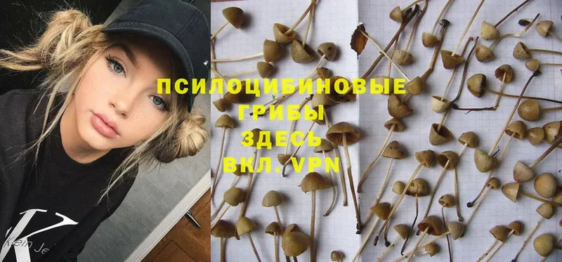 Псилоцибиновые грибы Psilocybe  блэк спрут как войти  Куртамыш  продажа наркотиков 